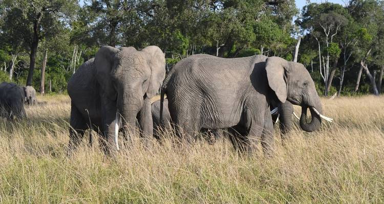 Groep olifanten die loopt in een grasrijk gebied met bomen.