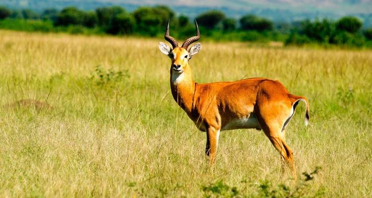 Antílope parado en una sabana abierta.