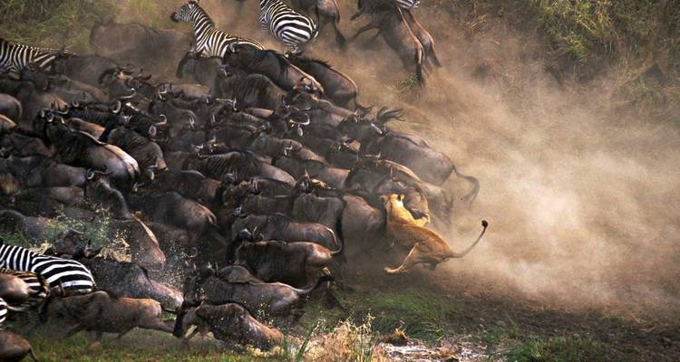 The Great Migration(Arusha,Serengeti National Park and Ngorongoro Crater) - Alaitol Safaris Ltd