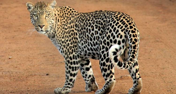 Overnight Garden Route Big 5 Safari Shared Tour - Kabura Travel & Tours