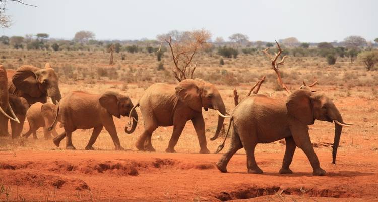 Elefanten, die durch eine trockene Landschaft wandeln.