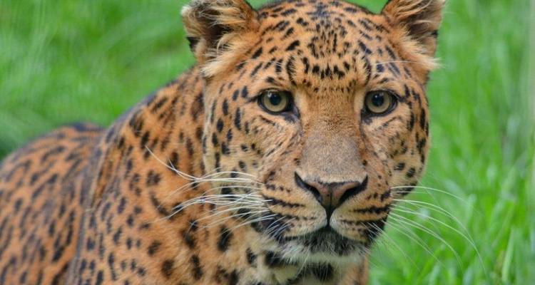 Nahaufnahme eines Leoparden, der auf Gras ruht.