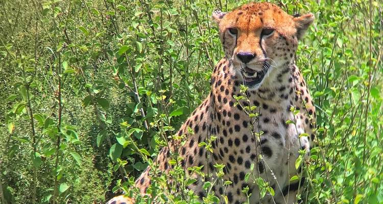 Ein Gepard, der im hohen Gras sitzt.