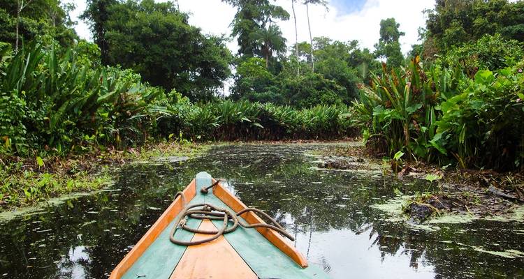 Boat navigating through dense, tropical forest waterways.