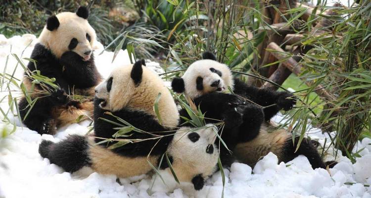 Múltiples pandas jugando y comiendo bambú en medio de la nieve.