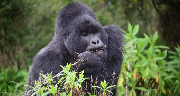 3 Days Gorillas of Uganda - Cheetah Safaris Africa