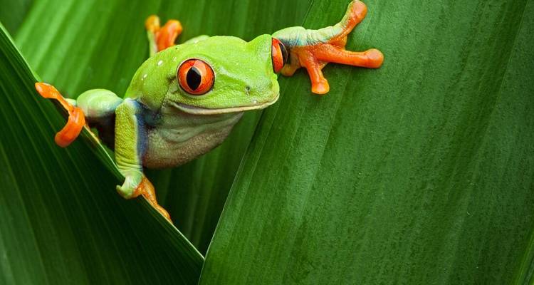 Brightly colored frog resting on a leaf.