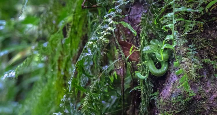 Green snake camouflaged among jungle foliage.