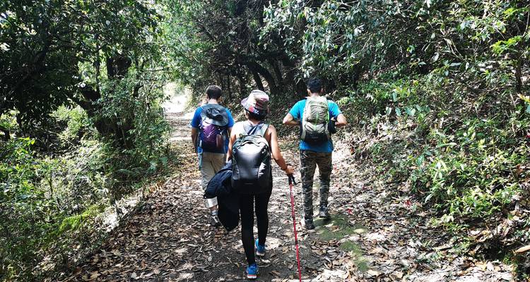 Three hikers on a forest trail
