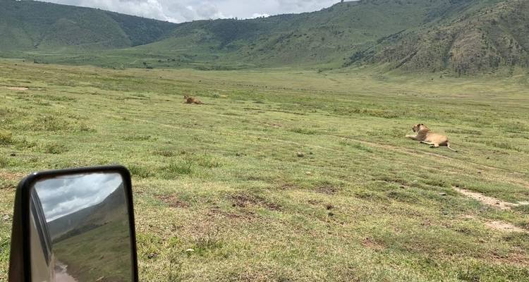 Leones descansando en una llanura herbosa con colinas al fondo.