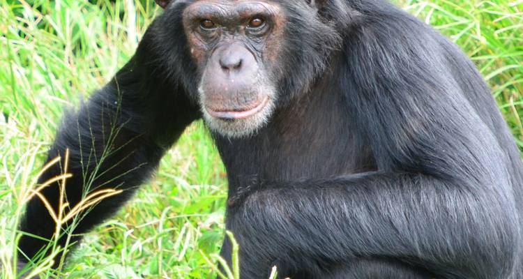 4 Day Uganda Gorillas and Chimps Trekking Safari - Saso Uganda Safaris