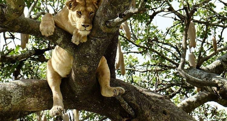 Löwin ruht in einem Baum zwischen dichtem Laub.