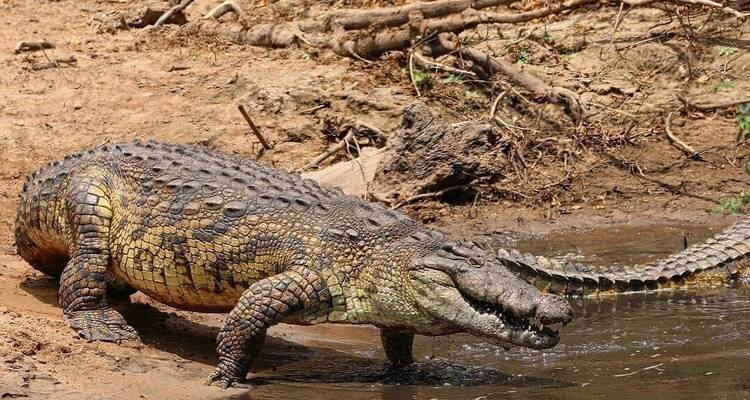 Krokodil, das aus dem Wasser auf ein schlammiges Ufer auftaucht.