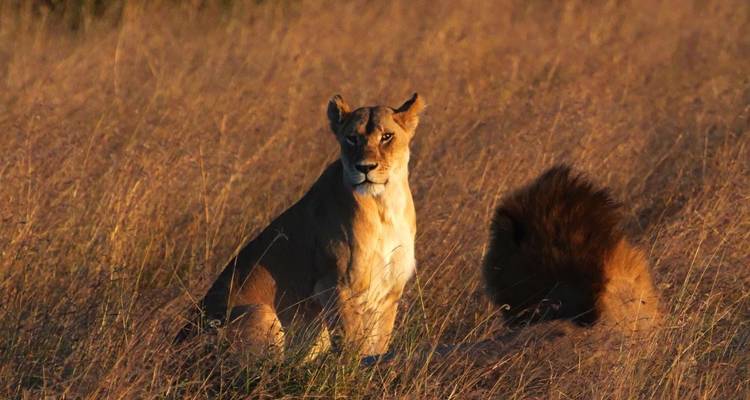 Lionne assise dans les hautes herbes au coucher du soleil.