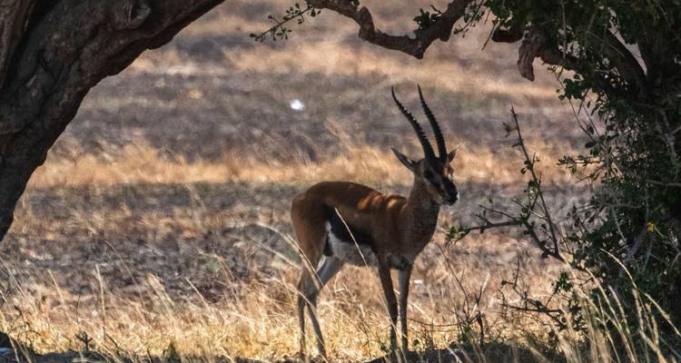 Gazelle sous un arbre dans la savane sèche.