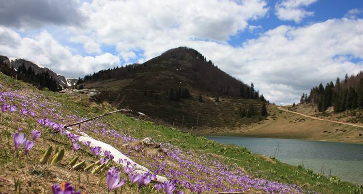 Malerischer See mit Hügeln und Blumen im Vordergrund.