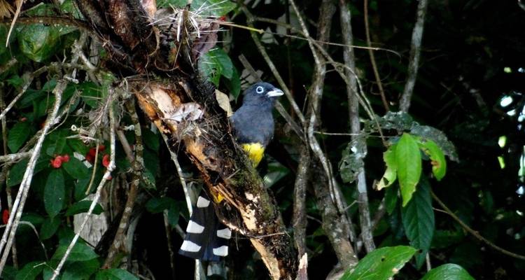 Costa Rica Wildlife Walk - Exodus Travels