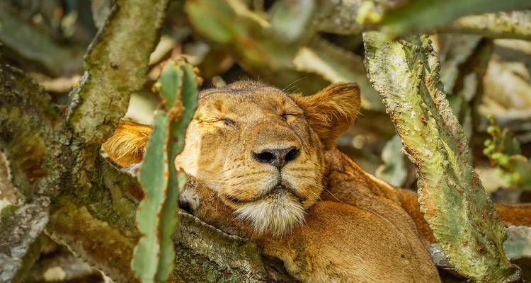Leeuw die rust tussen de takken in een boom.