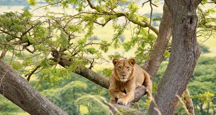 Leeuw zittend op een boomtak met een savanne achtergrond.