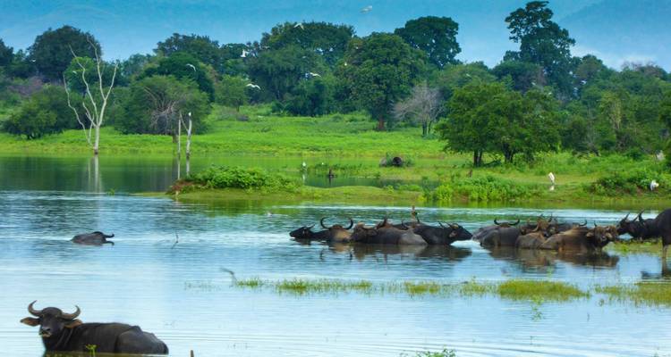 Manada de búfalos bañándose en un entorno fluvial sereno.