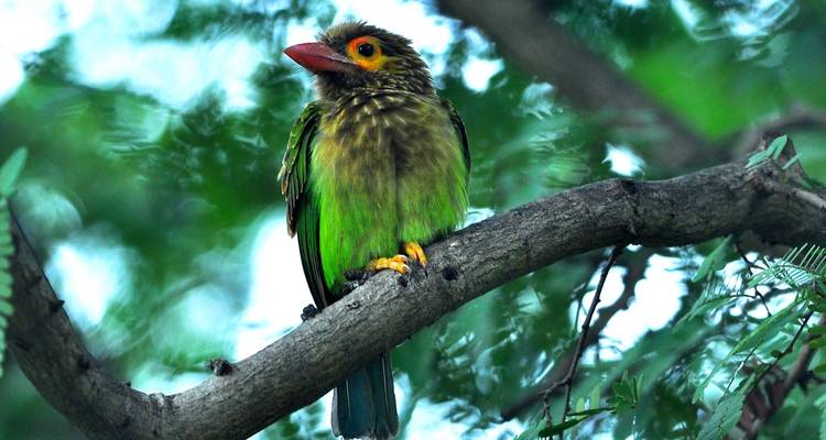 Pájaro con colores vibrantes posado en una rama.