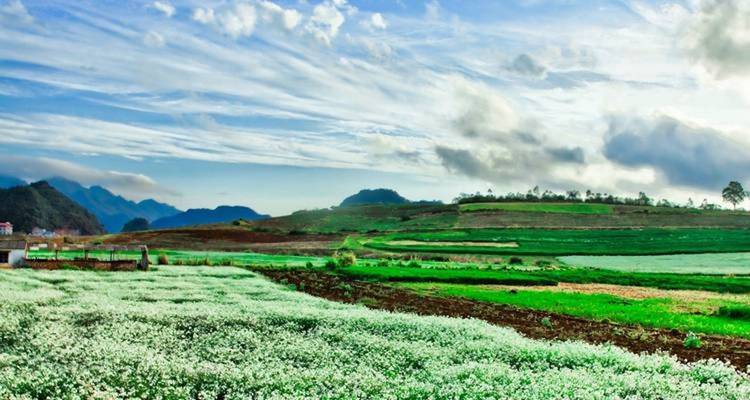Lebendige Felder mit blühenden Pflanzen unter einem teilweise bewölkten Himmel