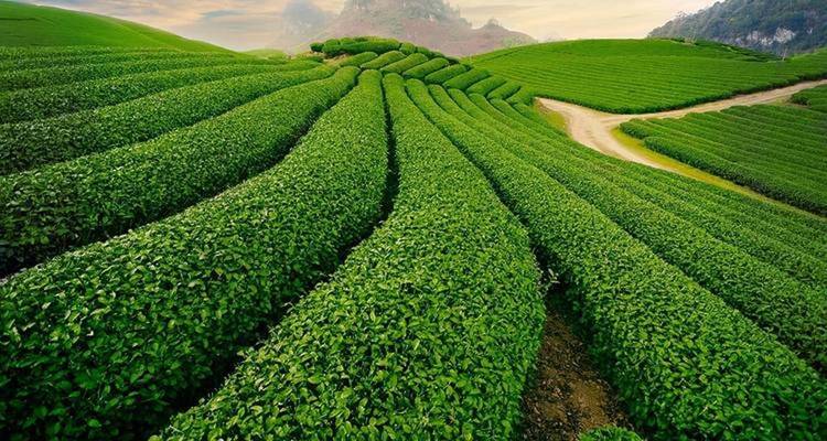 Ausgedehnte Teeplantage mit sanften Hügeln und Wegen