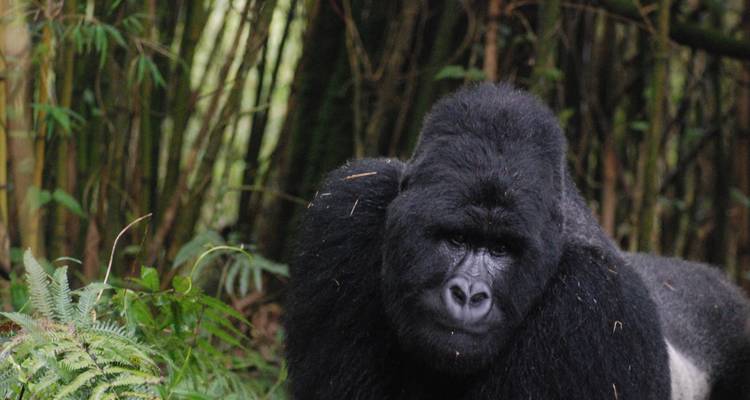 6 Day Rwanda Chimps, Golden Monkey & Gorilla Tour - Saso Uganda Safaris