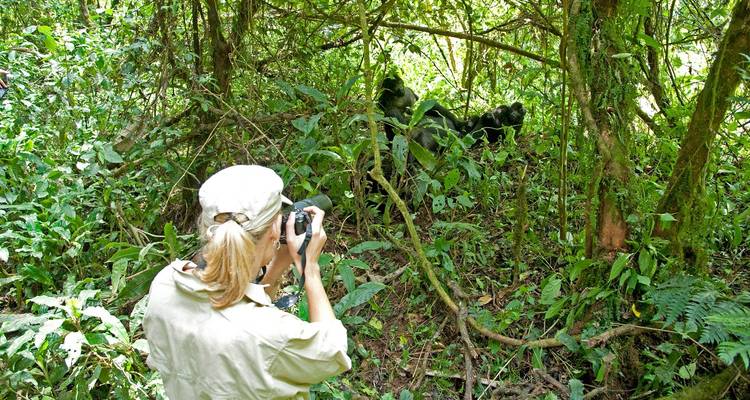 Tourist photographing gorillas hidden in the forest.