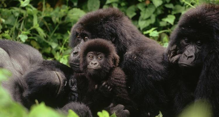 Group of gorillas resting together in lush greenery.