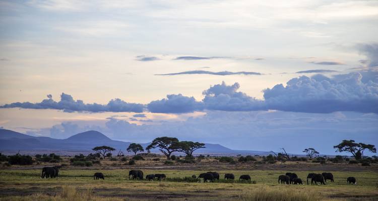 Des éléphants qui broutent dans un paysage ouvert avec un ciel nuageux.