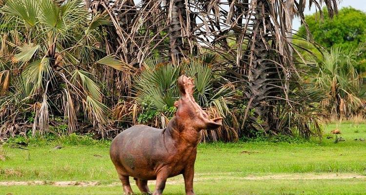Hippopotamus in a lush green area with palms in the background.