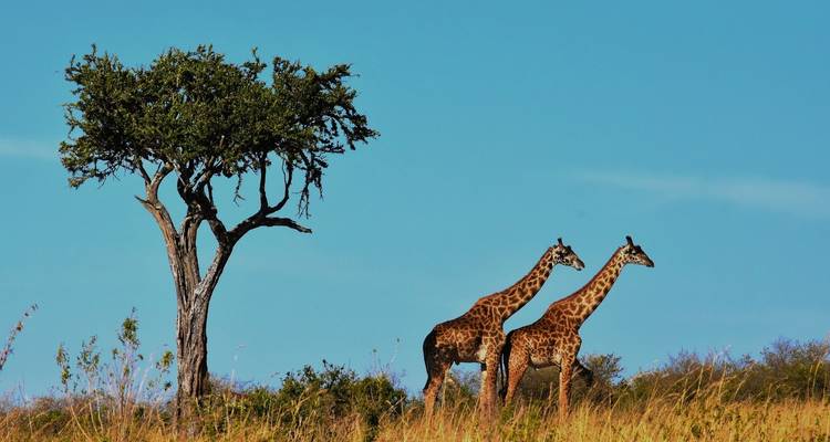 Giraffen, die neben einem einzelnen Baum gehen.