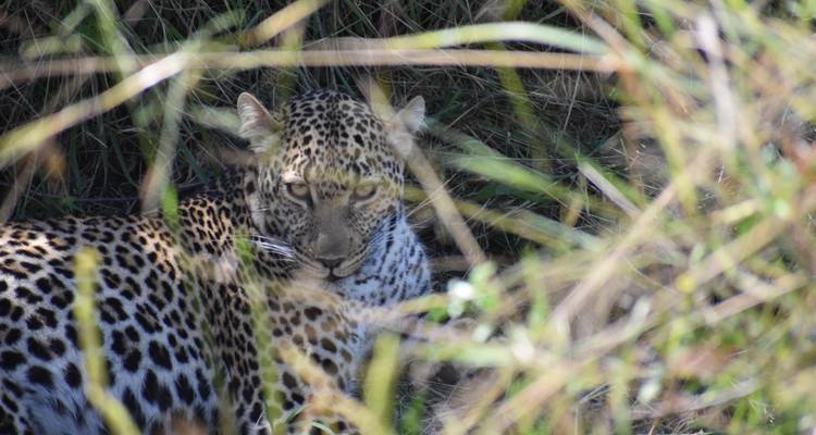 Leopard resting in the grass.