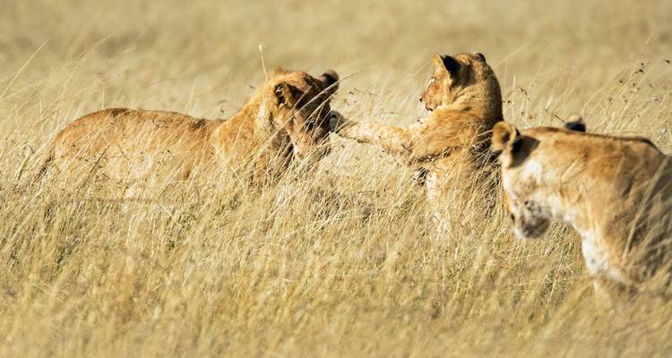 Lion cubs playing in the grass.