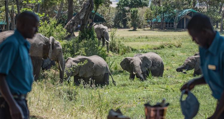 Elephants in the background with people in the foreground.