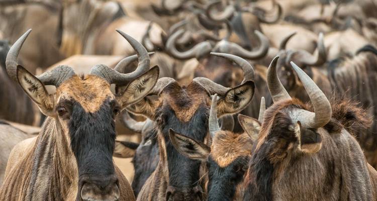 Close-up of a group of wildebeests.