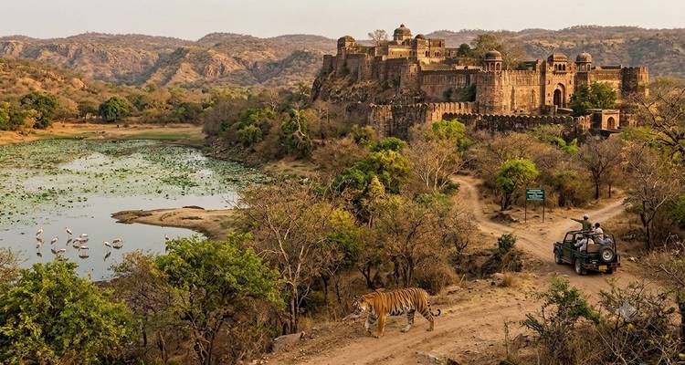 Le tigre s'avance près des ruines du fort de Ranthambore au bord du lac tandis qu'un véhicule de safari s'approche sur une piste poussiéreuse.