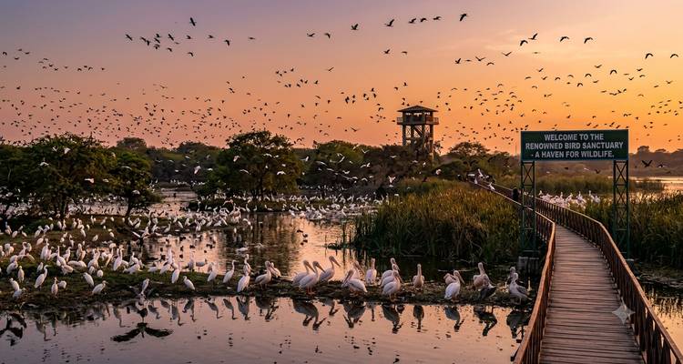 Cientos de aves giran sobre los humedales al atardecer cerca de un paseo de madera y una torre de observación en un santuario de aves.