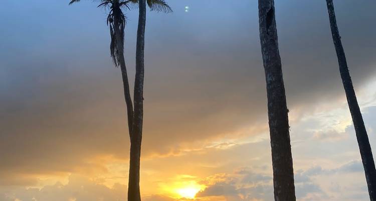 Palmeras silueteadas contra la puesta de sol