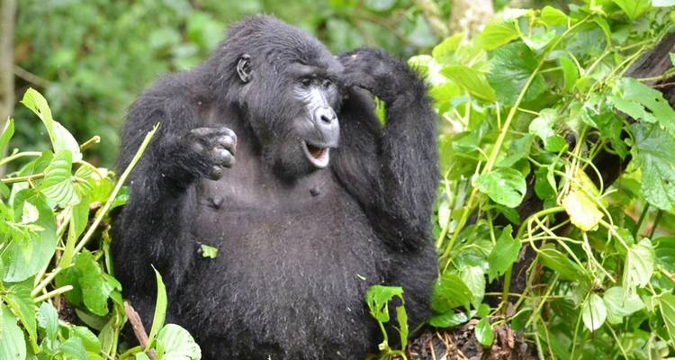 9 DAY GORILLA TREK UGANDA & WILDLIFE SAFARI - Saso Uganda Safaris