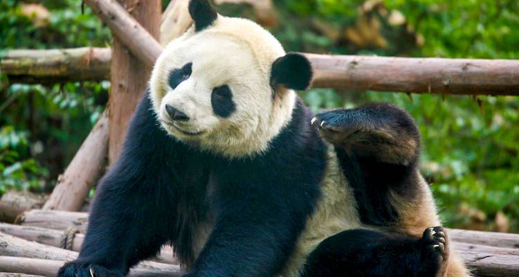 Reuzenpanda die opzij kijkt op een boomstam.