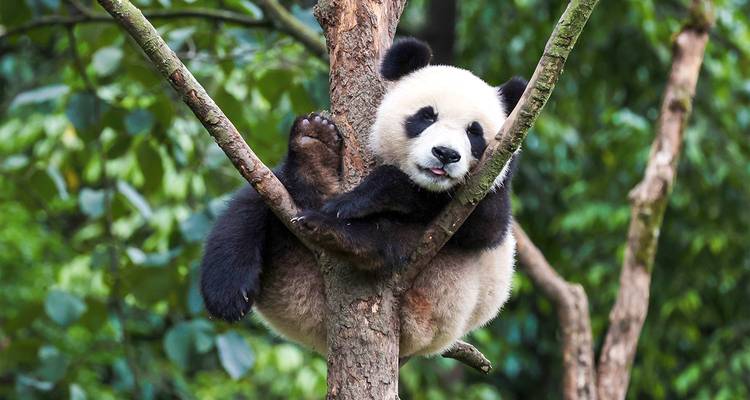 Un travieso cachorro de panda gigante descansa en la bifurcación de un árbol rodeado de exuberante vegetación.