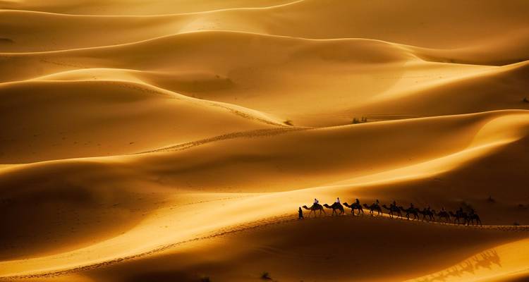 Une longue caravane de chameaux traverse des dunes dorées illuminées par un soleil bas créant des ombres qui s'étendent.