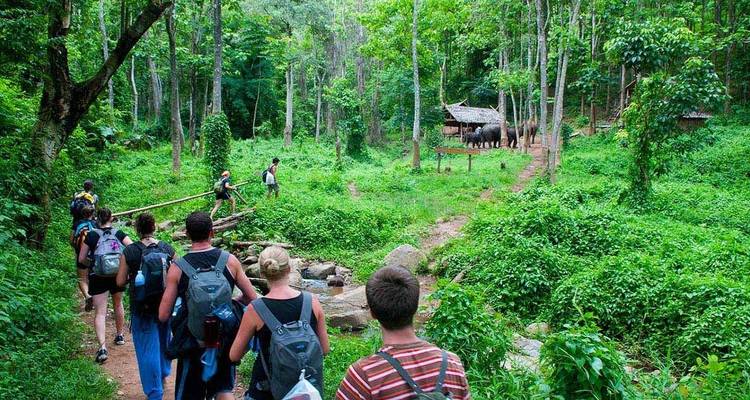 Wanderer gehen durch einen üppig grünen Waldweg.