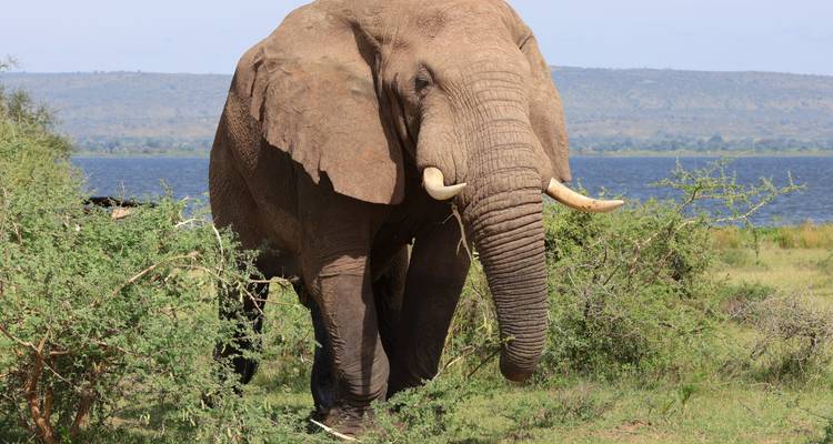 Gran elefante caminando cerca de un cuerpo de agua con vegetación alrededor.
