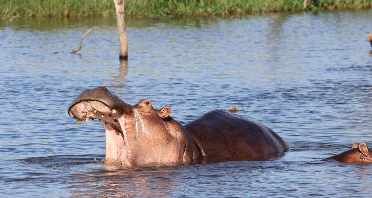 Hipopótamo parcialmente sumergido en agua con la boca abierta.