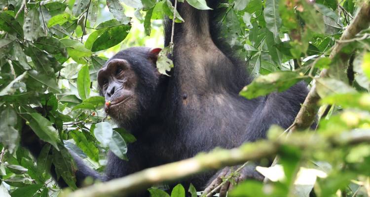 Chimpancé en un árbol rodeado de densas hojas verdes.
