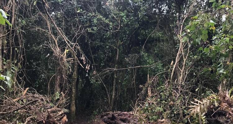 Dichtes Waldgebiet mit dichtem Laubwerk, das den Himmel bedeckt.