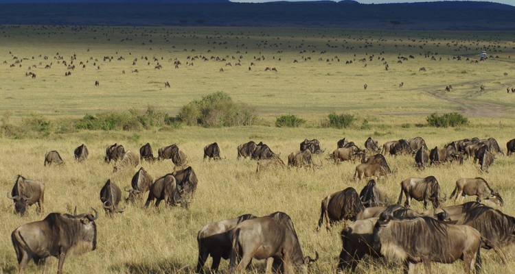 Una gran manada de ñus pastando en una vasta sabana.